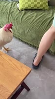 1000041774.mp4