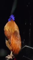 1657960312327.mp4