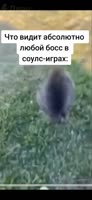 2234115810.mp4