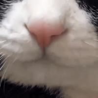 cat-cat-lick.mp4