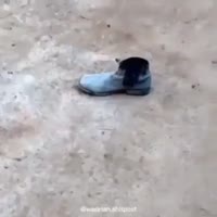 16945230541330.mp4