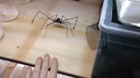 17520126849590.webm