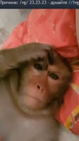 17564035235240.webm
