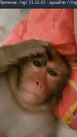 17564035235240.webm