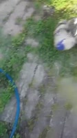 1235246345.webm
