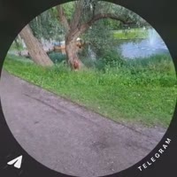 1781551631717.mp4