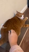 .mp4