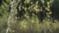 Добытчик.webm