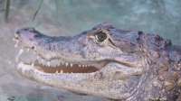 merry-muzzle-terrible-alligator-close-up-troll-face-slow-motion-merry-muzzle-terrible-alligator-close-up-troll-face-slow-185283679.webp