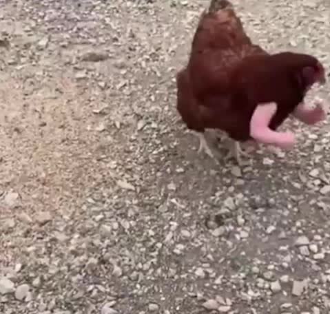 175497206866063469.mp4