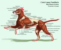 dalmatianwithmusclescalloutsbyjeweleddemondg5hr48-fullview.jpg