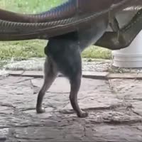 dog hammock  68y8.mp4