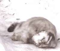 manul-pallas-cat.gif