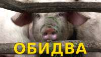 обидва свинья.png