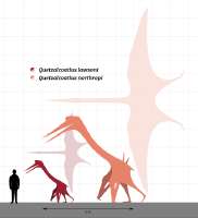 QuetzalcoatlusSizeComparison.svg.png