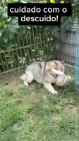 32cjNEPx6KsB3h5.mp4