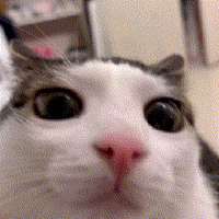 gato.gif