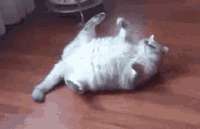 cat-relax.gif