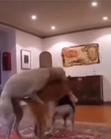 17570411249920.mp4