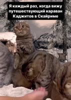 каджиты выживали.mp4