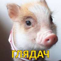 глядач.png