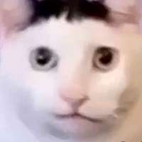 17031894484300.png