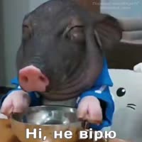 ni viru.mp4