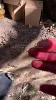 VID20250825102446751.mp4