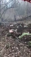 16781188079400.mp4