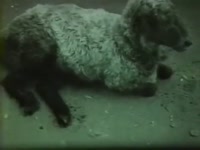 ядер оружие животные .webm