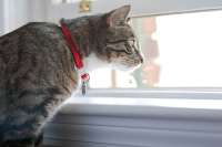 tabby+cat+with+a+red+collar+looking+out+a+window-min.jpg