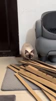 1.mp4