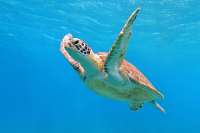 Green-Sea-Turtle-Great-Barrier-Reef.jpg