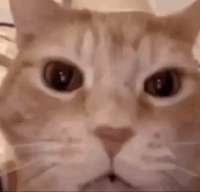 mlifty25ejld1.gif