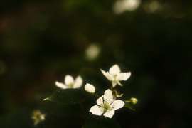 DSCF12892.jpg