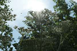 DSCF2487.jpg