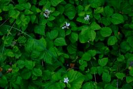 DSCF2587.jpg
