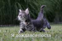 котэ-няшка-haters-gonna-hate-44159.jpg