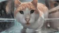 mr.fresh.webp