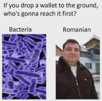 at-least-the-bacteria-has-enough-honour-to-abide-by-the-5-v0-oyubjtt960od1.webp