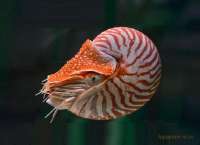 Nautiluspompilius1-1.jpg