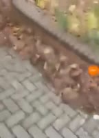 17536236306922.mp4