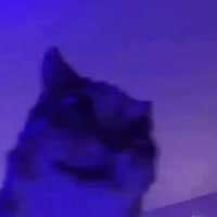 cat-shaking.mp4