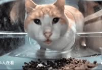 Mr Fresh mewing.mp4