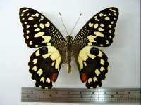 Papiliodemoleus01.JPG