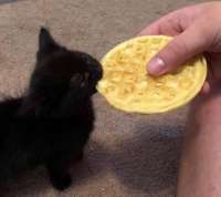 кот-вафля-5413832.jpeg