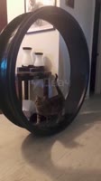 ПереКОТнувся.mp4