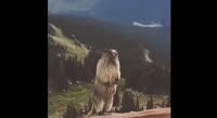 1678359909185.mp4