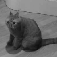 162129965146201.jpg