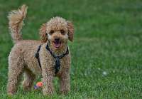 Poodle.jpg